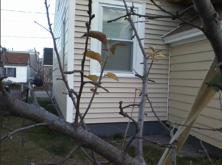 This apple tree is reviving in Manchester.