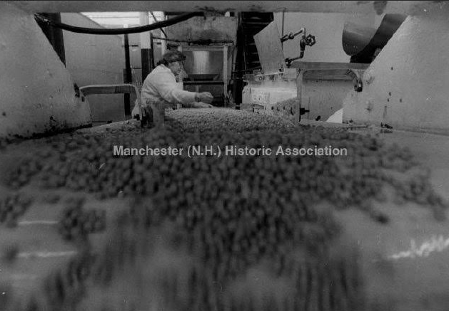 Peas for Habitant Soup were washed after over-night soaking and checked by Claudia Langlois, circa 1978.