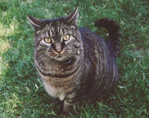 Screenshot 2016-01-17 at 12.21.06 PM