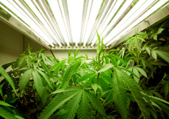 ATC Sanctuary of Rochester will begin cultivating medical marijuana.