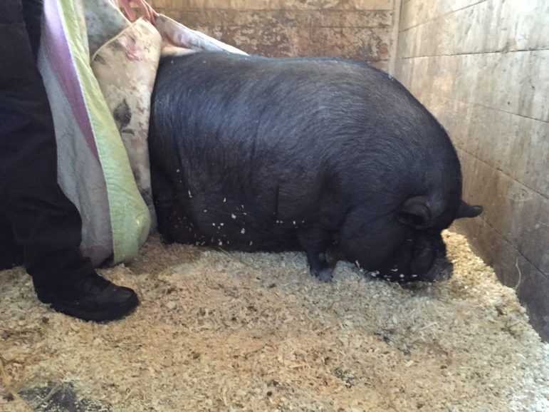 Willow needs to lose about 100 pounds, but is ready for her new home.