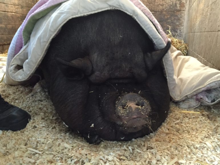 Willow's previous owner kept her indoors, a living arragnement that blunts many natural instincts and behaviors.