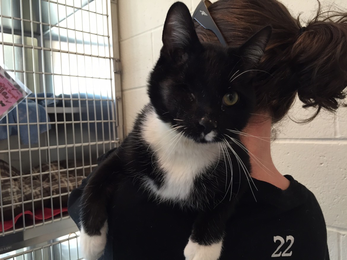 Frank gets up close and cozy with his caretakers at MSPCA-Nevins Farm.