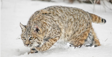 Restoring bobcat hunting season to reduce population growth is on the table in NH.