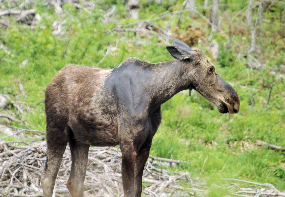 Screen Shot 2016-02-10 at 2.30.12 PM