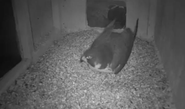 Falcon cam now streaming live on YouTube.