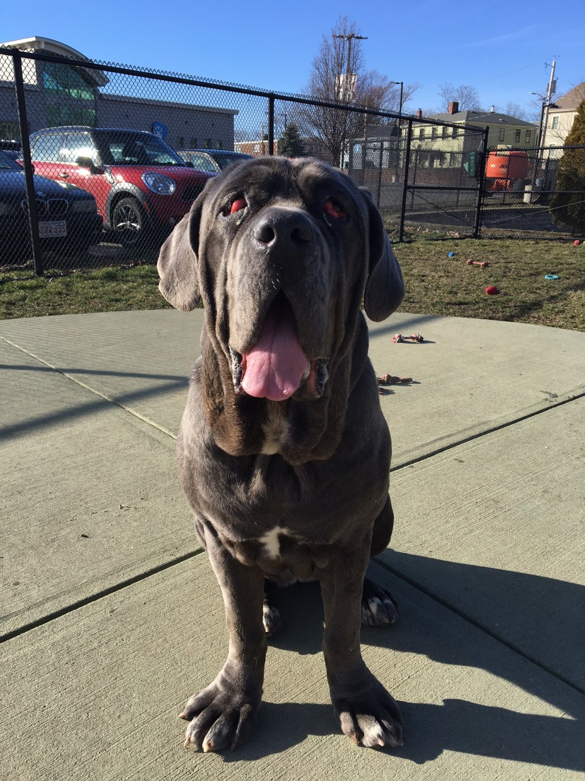 Zoe, before surgery to save her eyesight at  MSPCA Angell Memorial.