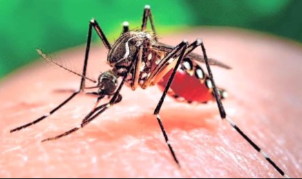 Aedes aegypti mosquitoes are known to carry the Zika virus. They are not found in NH.