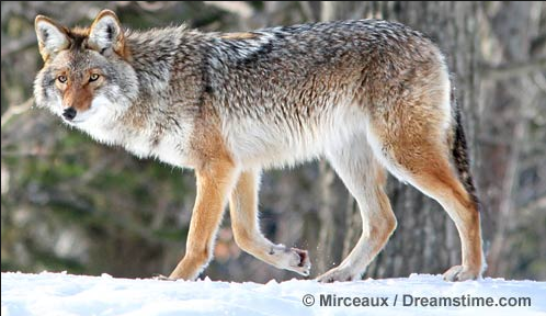 Don't feed the coyotes.