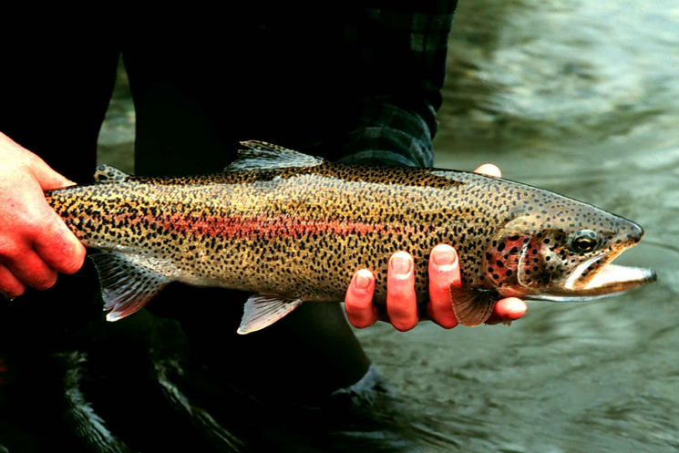 Rainbow trout.