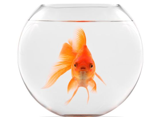 Where's my fish flakes? This water's cold. Do I look fat in this fishbowl? Where's my fish flakes?