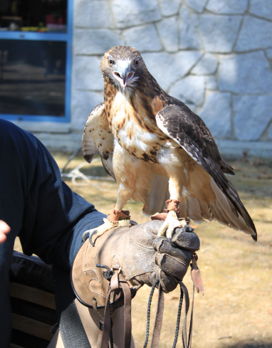 Birds of prey exhibition is always a crowd-pleaser.