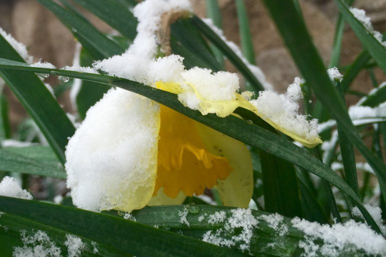 This is your spring garden on snow.