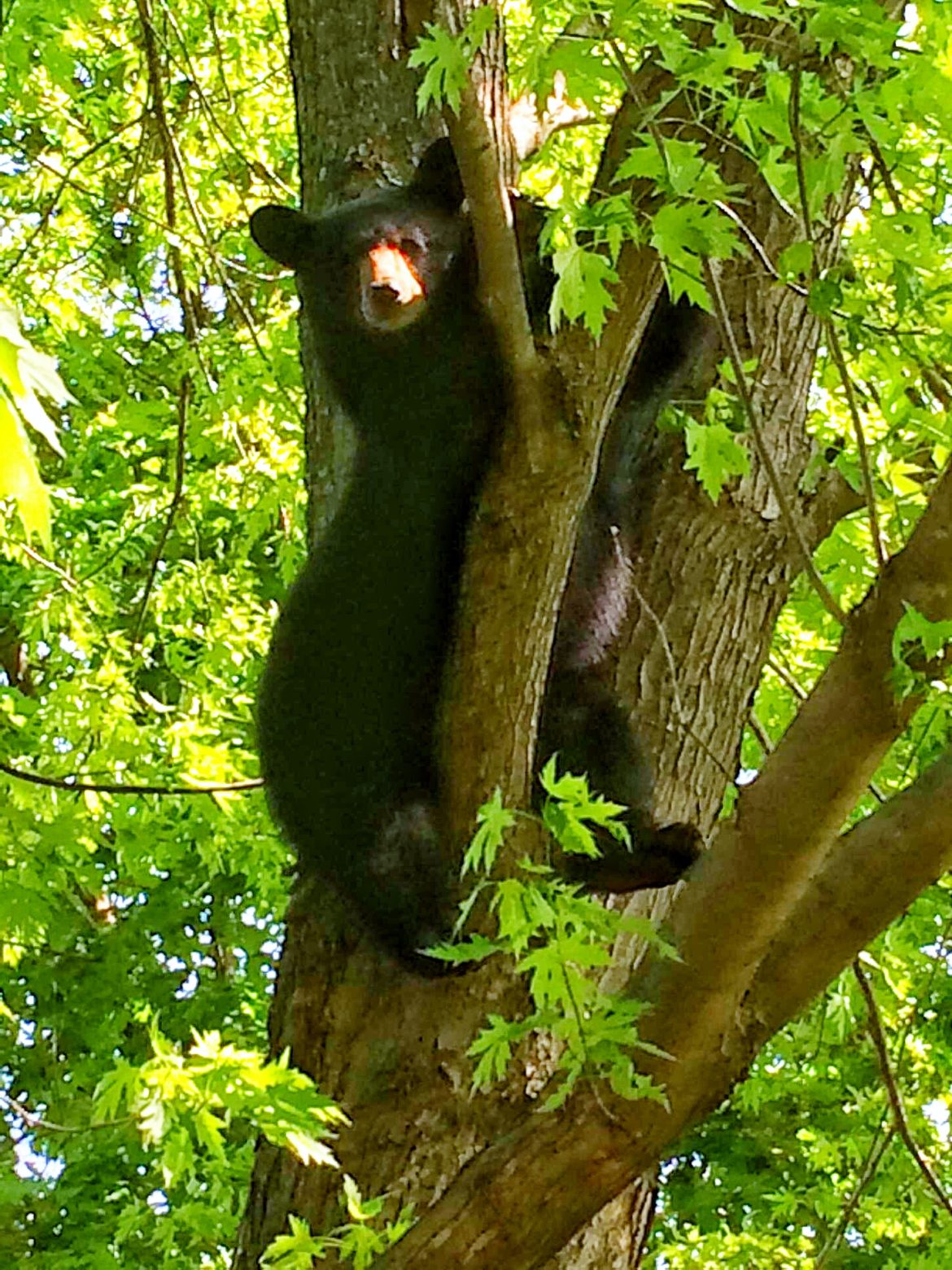 Hungry bear captured on the city's West Side and transported to a new home.