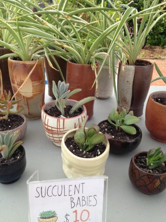 Succulent babies in hand made pottery planters.