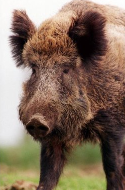 Wild boar attacks two people just over the NH border.