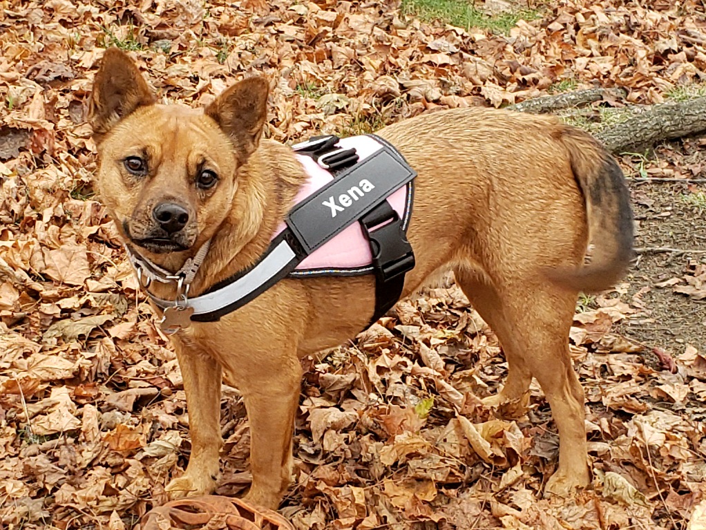 Xena, Warrior Princess Dog