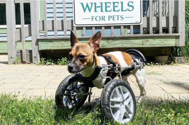 make his television debut in Puppy Bowl XIX on Sunday.