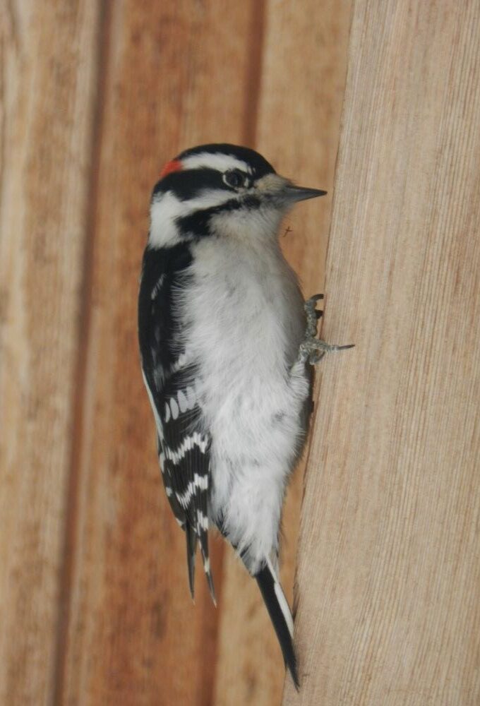 Downy Woodpecker