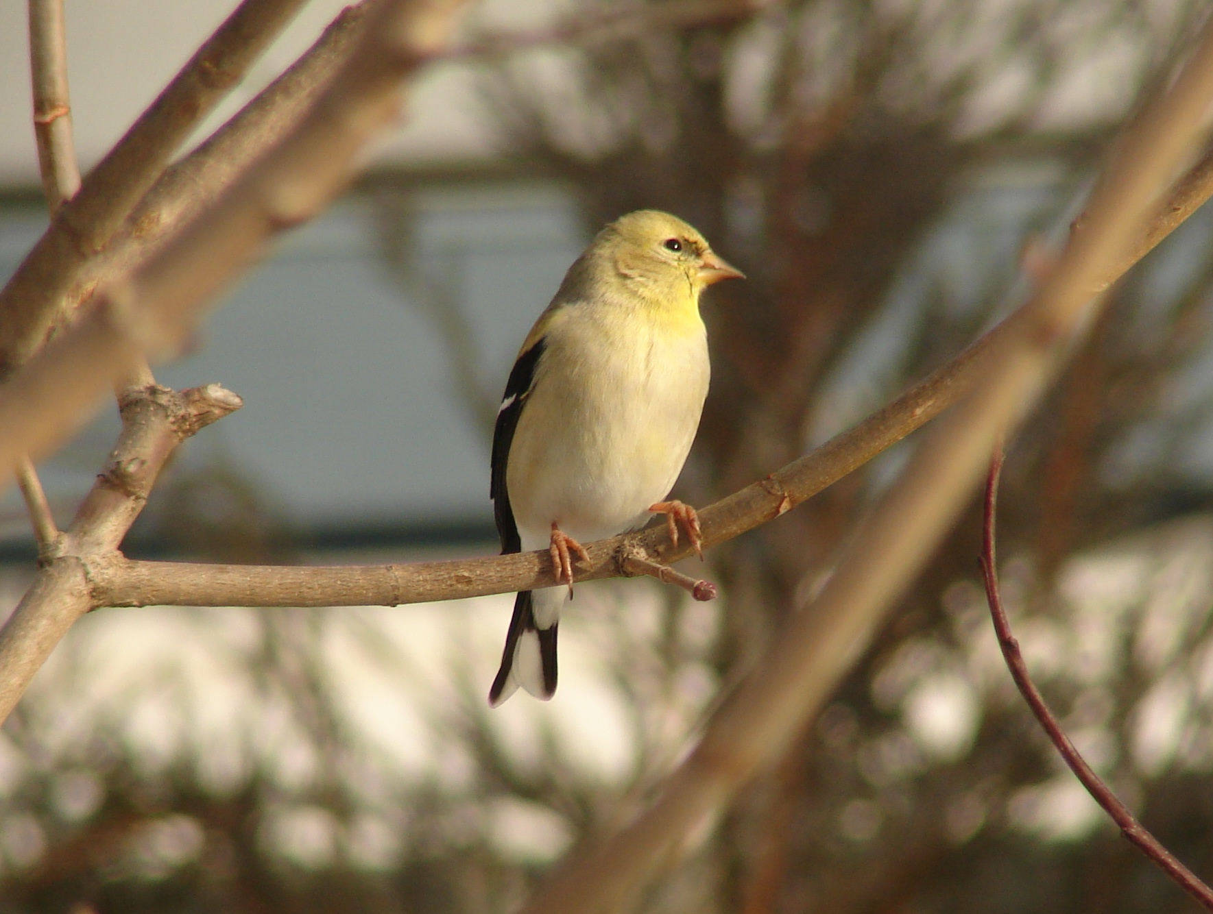 American Goldfinch (winter plumage)