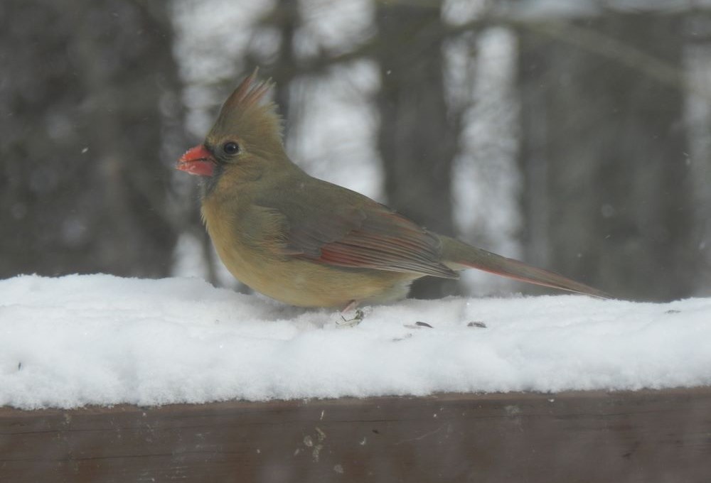 Northern Cardinal (female)