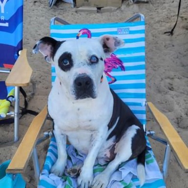 Black and white pitbull sitting on flamingo beach chair on a beach