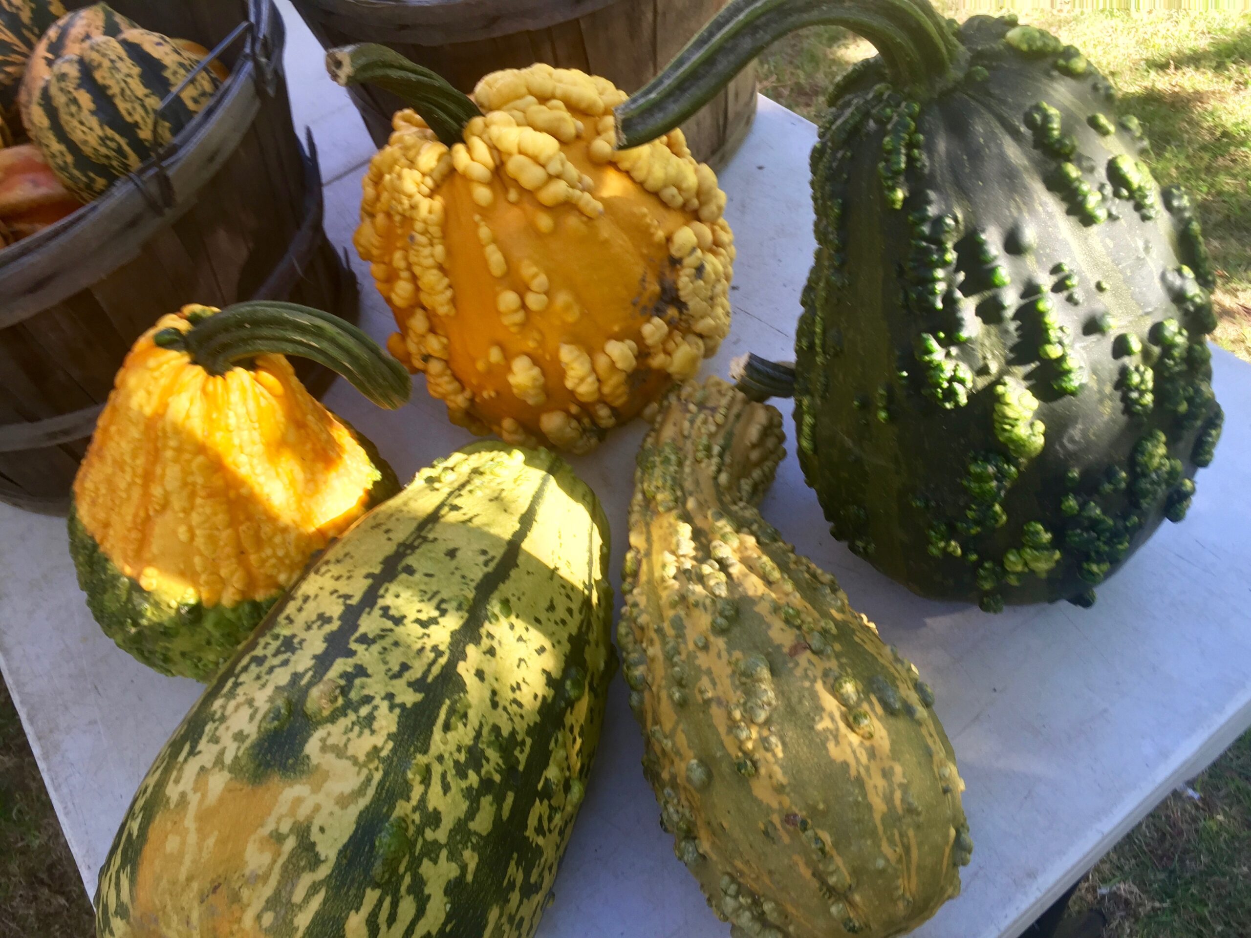 Decorative gourds from Country Dreams Farm.