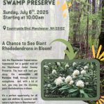 July 6: See the Cedar Swamp Preserve giant rhododendrons in bloom during guided tour
