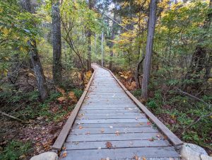 Cedar Swamp