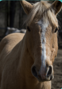 March 28: UpReach Equine Expo & Tack Sale