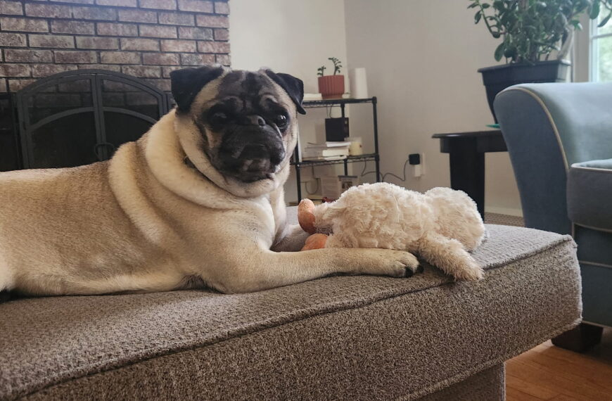 An Existential Pug befriends Sweet Lou
