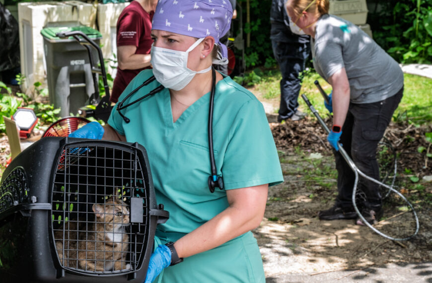 Animal cruelty: Hooksett police remove 29 cats, 2 dogs from ‘uninhabitable’ Dundee Avenue home